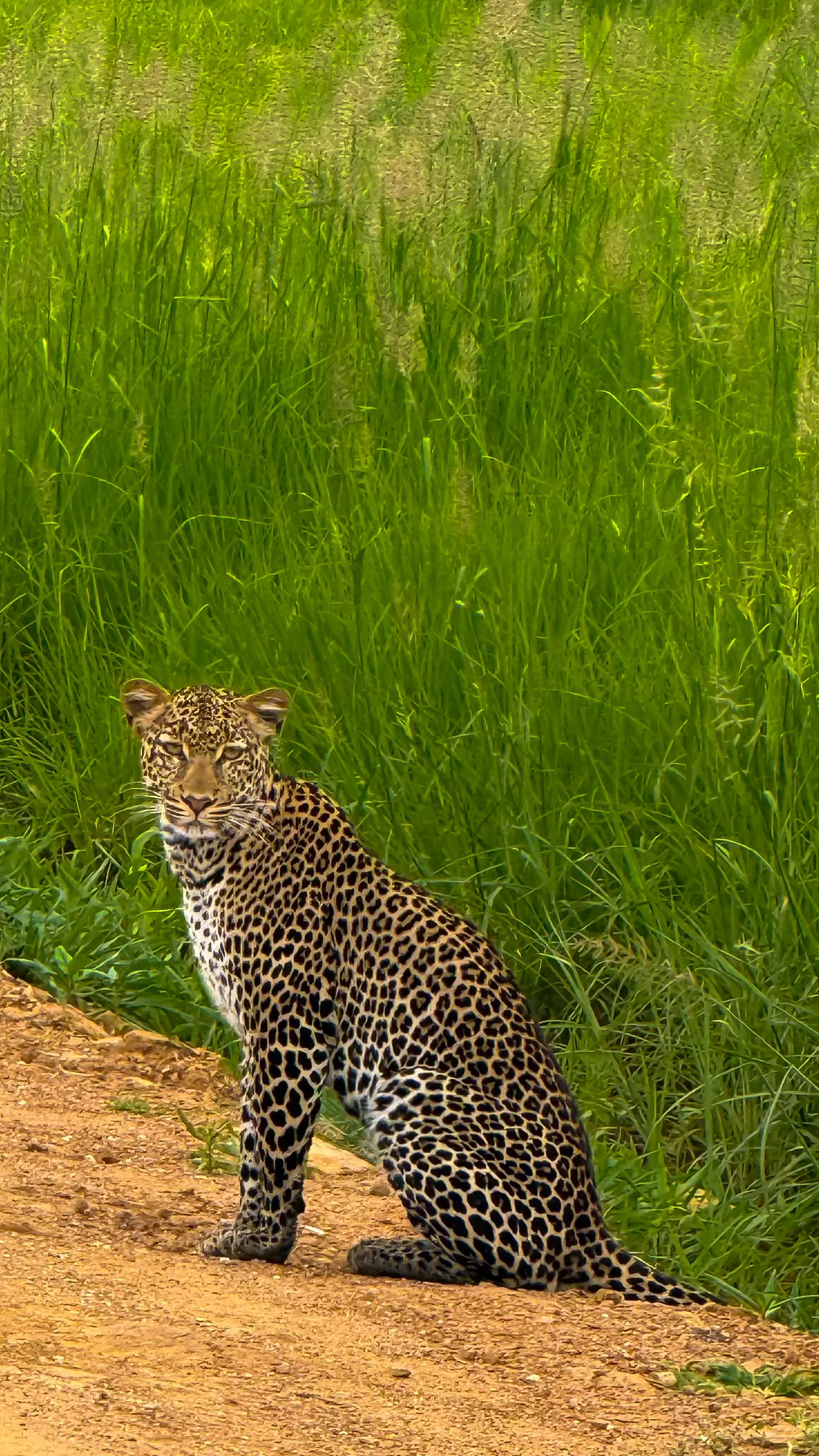 IMG_8778